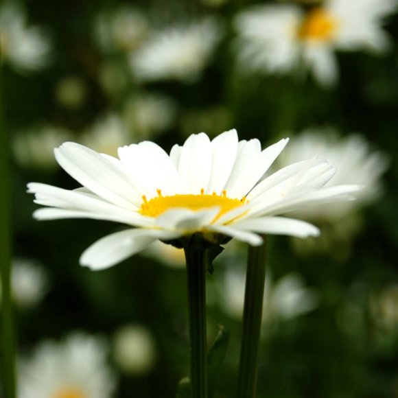 Meet your Posher, Bettina - Picture 1 of 1